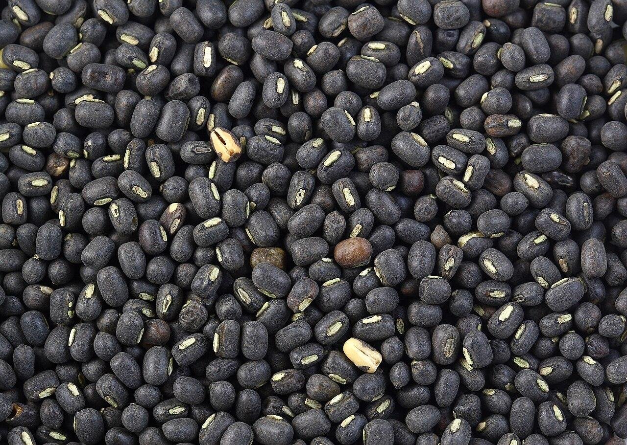 Dry whole urad after the water has gone